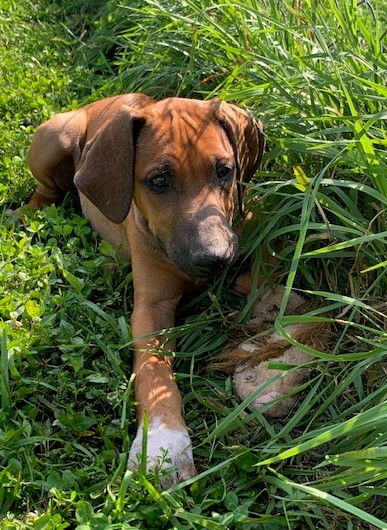 Rhodesian Ridgeback Back