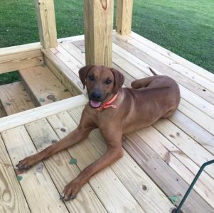 Kimba Kat Ridgeback Puppies For Sale in Kentucky