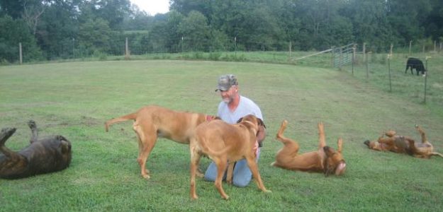 Ridgeback Puppies For Sale in Kentucky