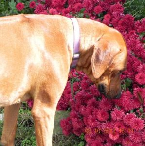 Ridgeback sniffing flowers