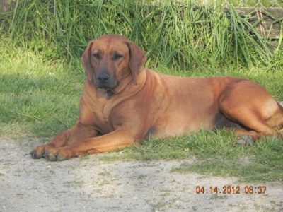 Rhodesian Ridgeback breeder in Indiana